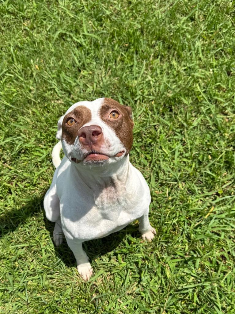 Winter, Adoptable, Young Female Mixed Breed.