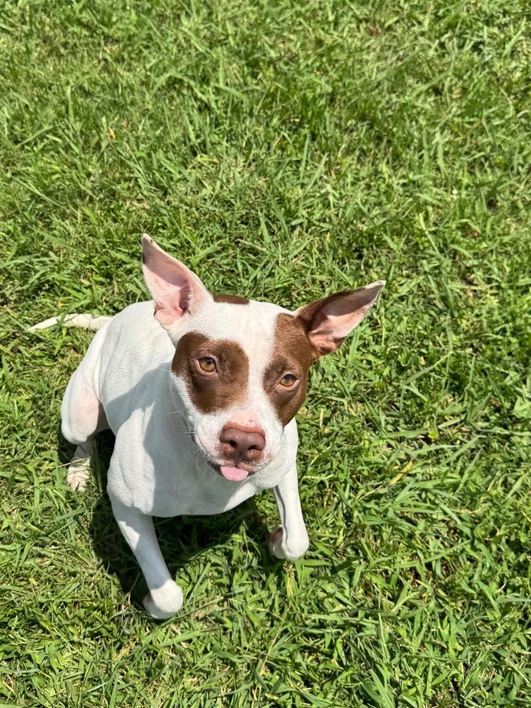 Winter, Adoptable, Young Female Mixed Breed.