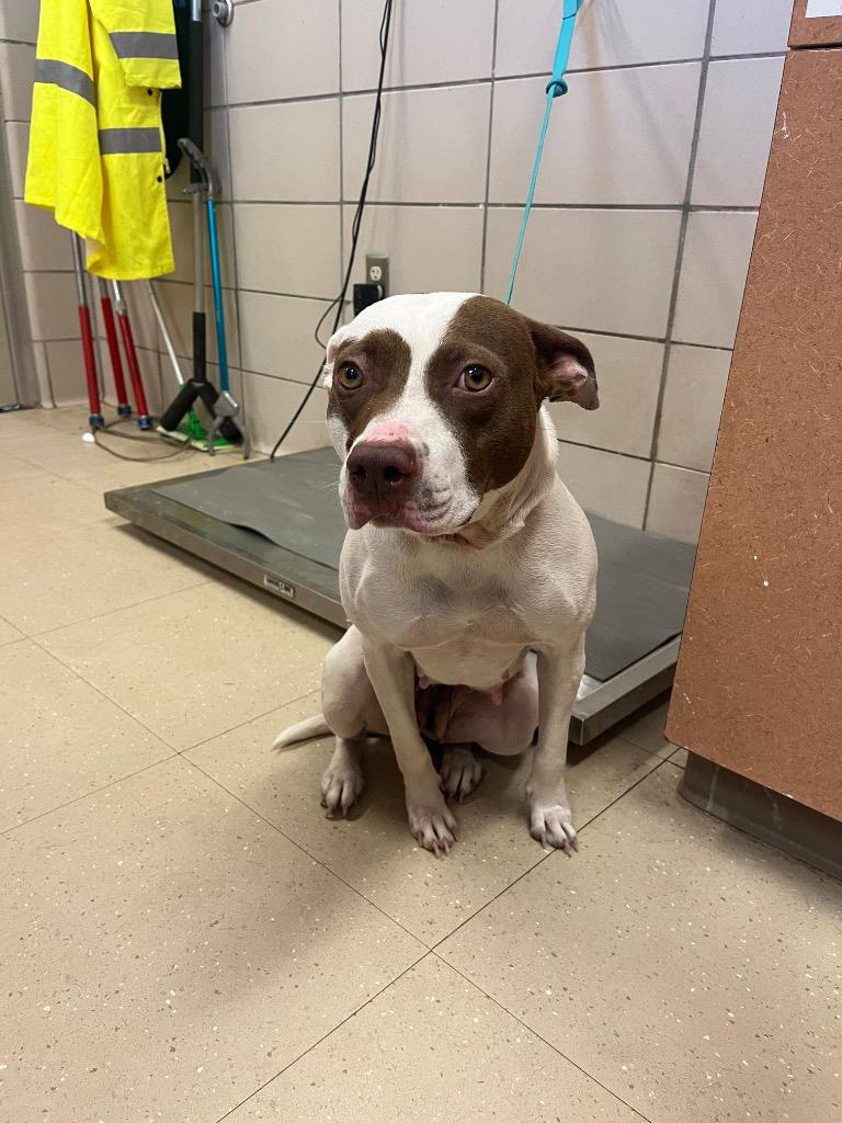 Enlarge Winter, a Adoptable Mixed Breed in Bossier City, LA image 1/6