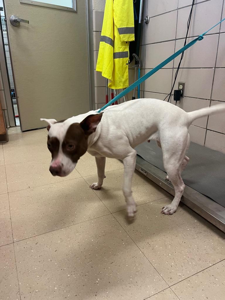 Enlarge Winter, a Adoptable Mixed Breed in Bossier City, LA image 2/6