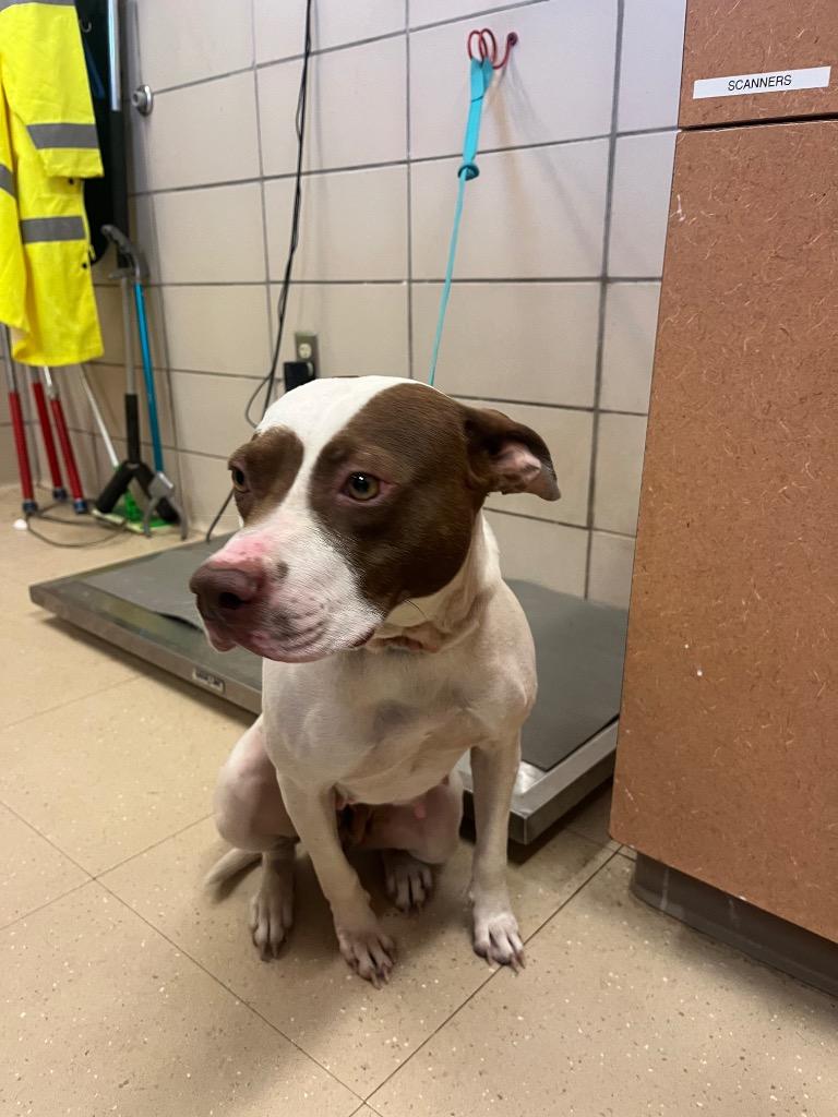 Enlarge Winter, a Adoptable Mixed Breed in Bossier City, LA image 4/6