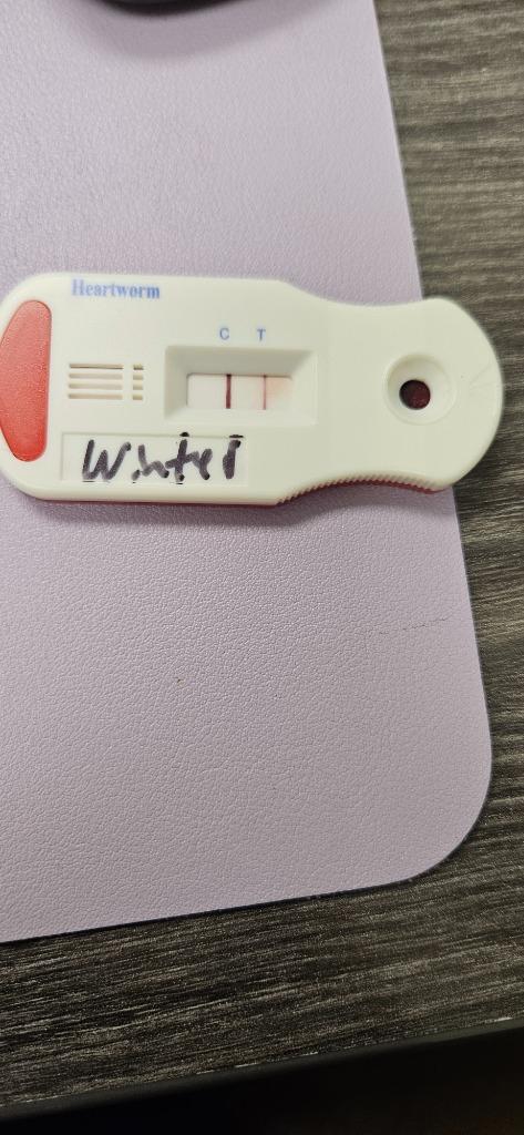 Enlarge Winter, a Adoptable Mixed Breed in Bossier City, LA image 5/6