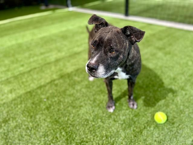 Enlarge TERESA, a Adoptable mixed breed in Garland, TX image 1/1