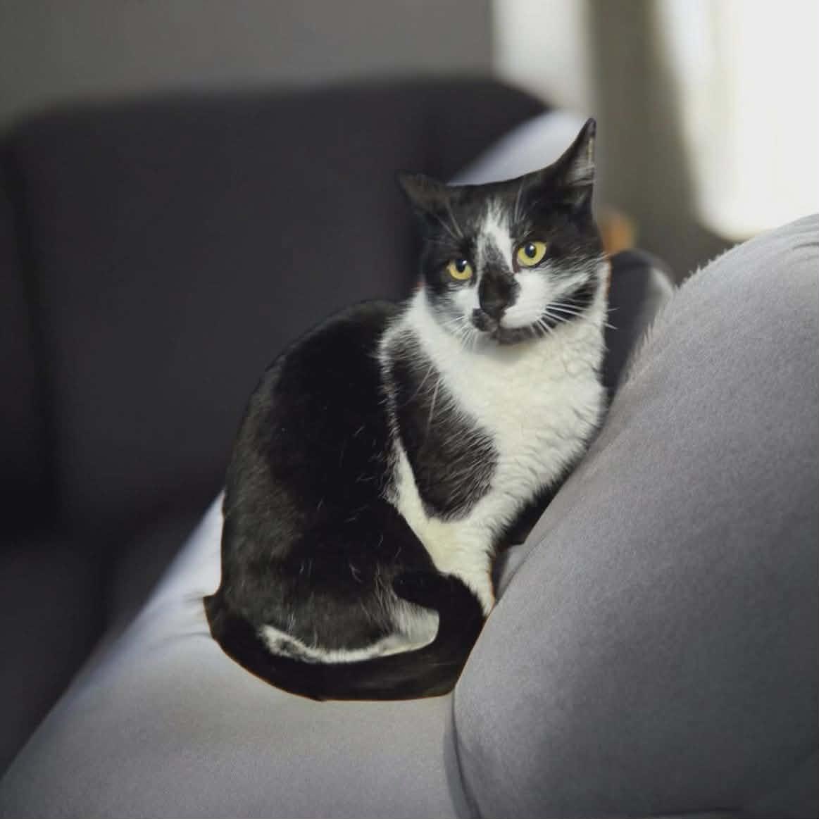 Enlarge Snippet, a Adoptable mixed breed in Kenhorst, PA image 2/2