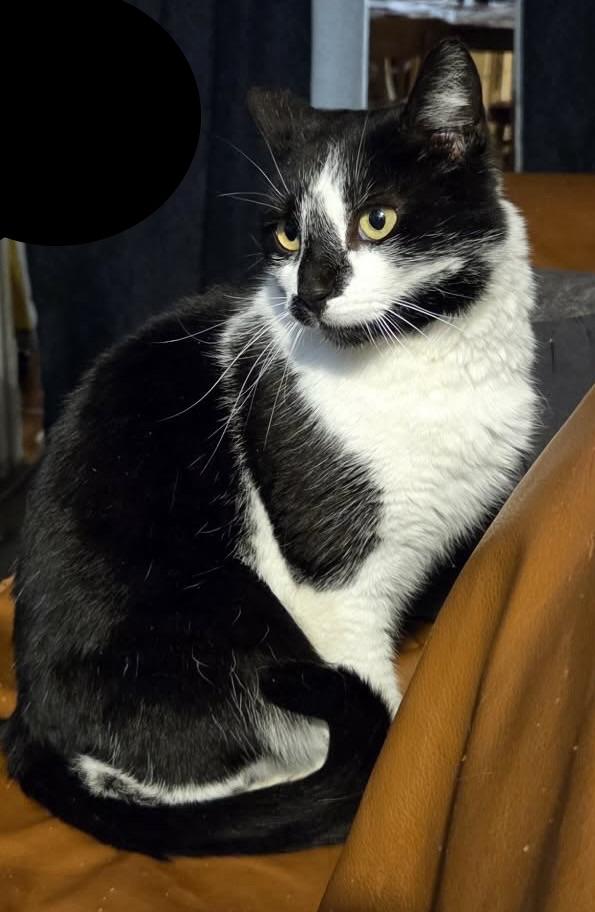 Snippet, Adoptable, Adult Female Domestic Short Hair.