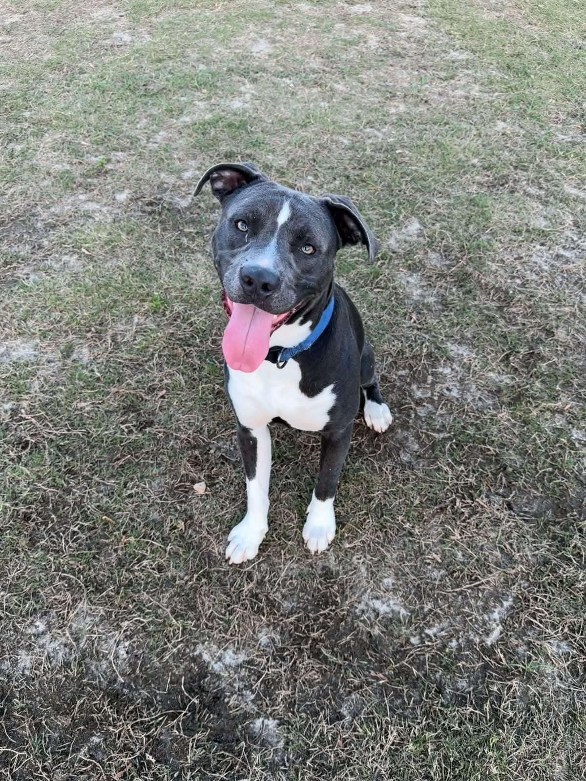 Enlarge Rex, a Adoptable Staffordshire Bull Terrier in Panama City, FL image 1/1