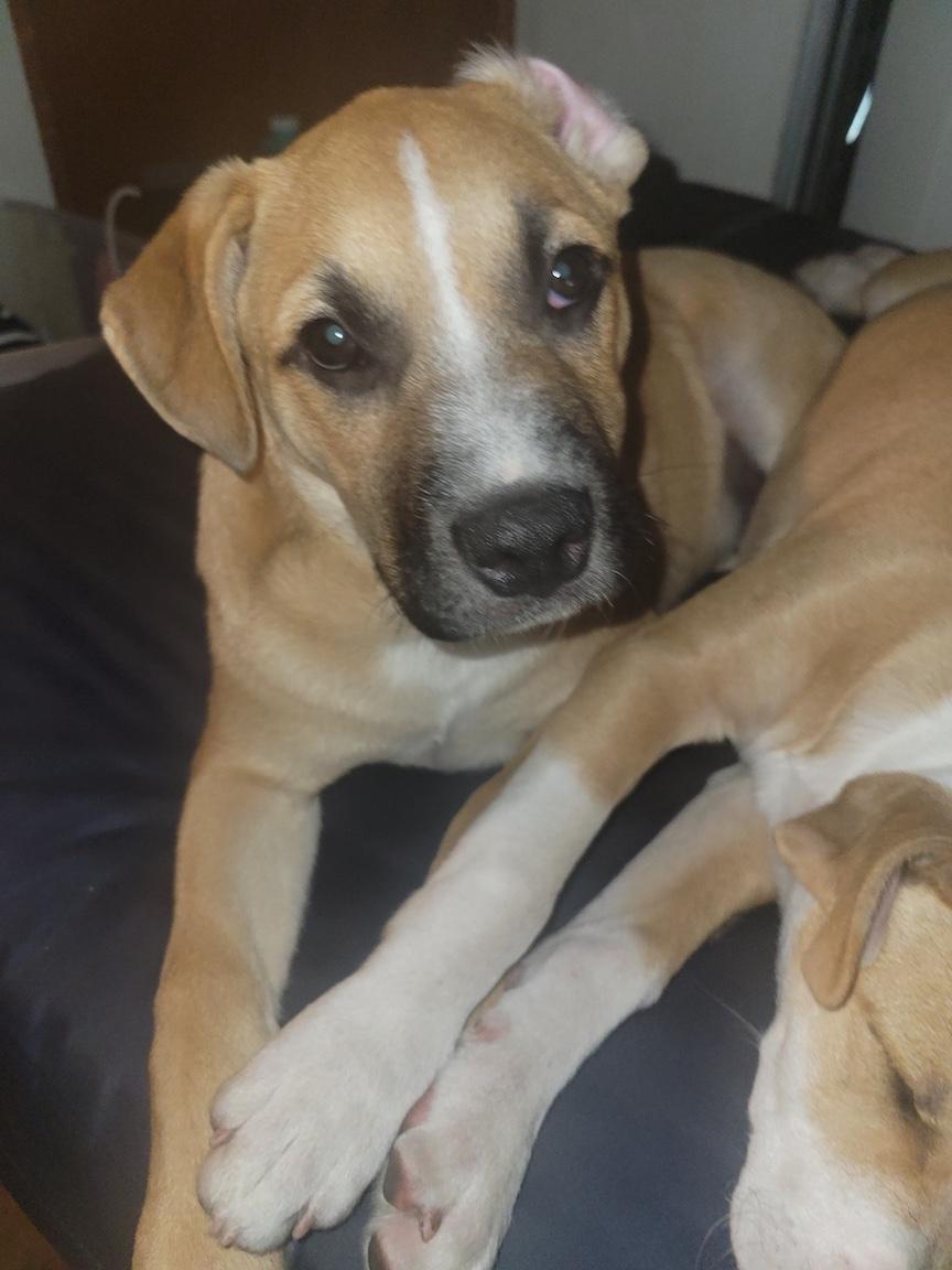 Biscuit (Courtesy post), ADOPTABLE, Puppy Male Shepherd.