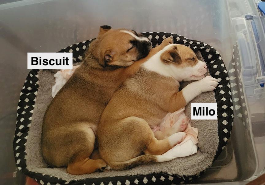 Enlarge Biscuit (Courtesy post), a ADOPTABLE mixed breed in Redwood City, CA image 3/3