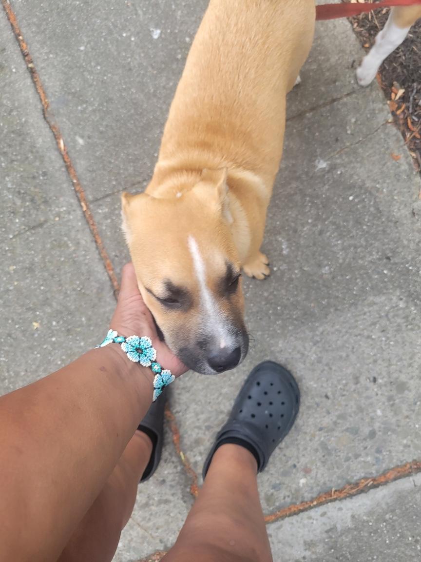 Enlarge Biscuit (Courtesy post), a ADOPTABLE mixed breed in Redwood City, CA image 2/3