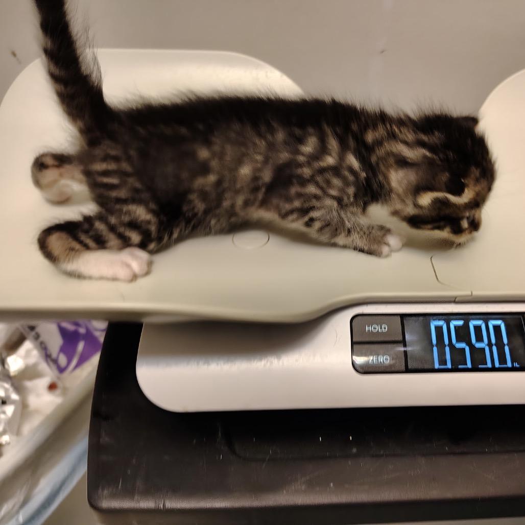 BK5/Kofa-Red Collar, Adoptable, Kitten Male Domestic Short Hair.
