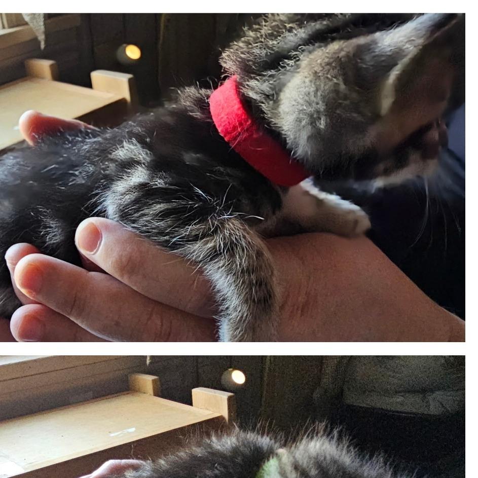 Enlarge BK5/Kofa-Red Collar, a Adoptable Domestic Short Hair in Coos Bay, OR image 2/4