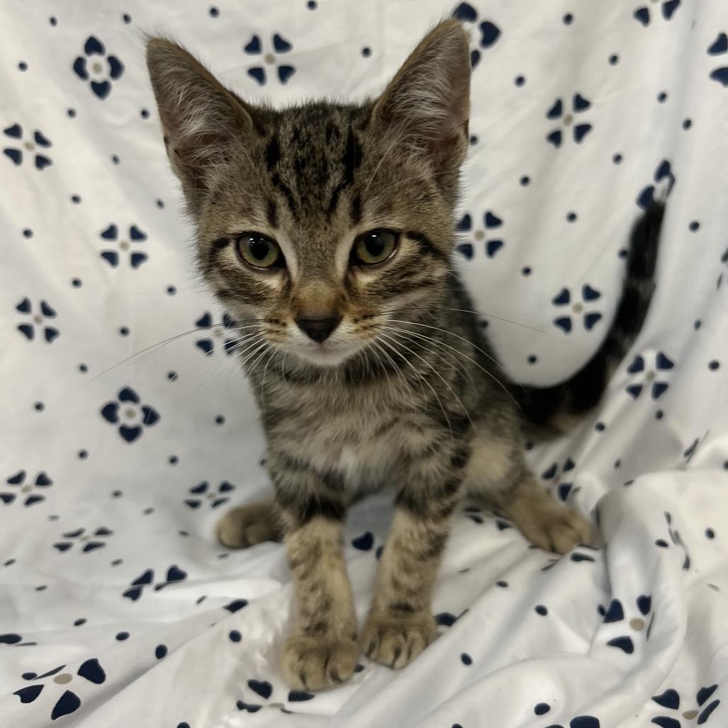 Enlarge BK5/Kofa-Red Collar, a Adoptable Domestic Short Hair in Coos Bay, OR image 3/4
