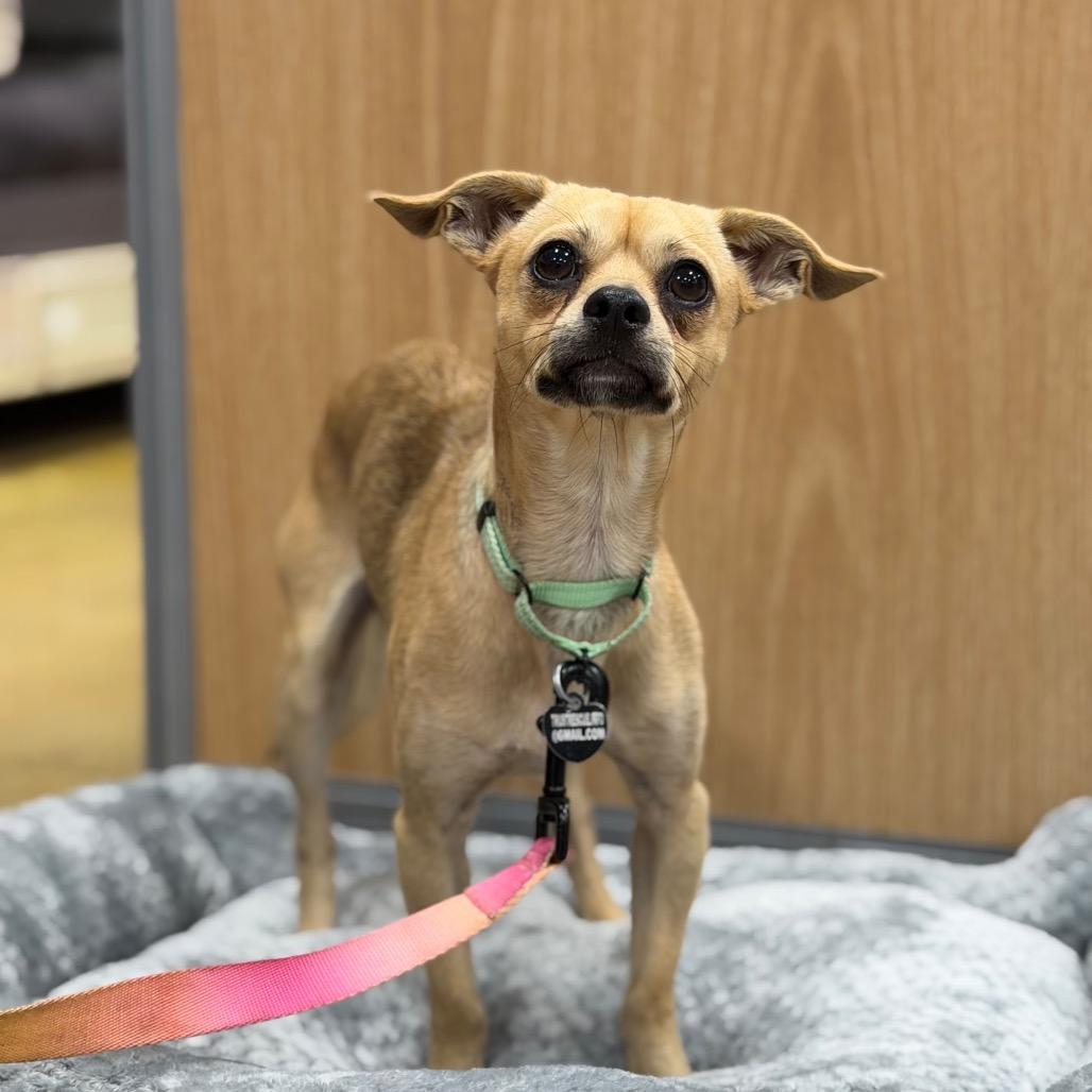 Enlarge TRISTAN, a Adopted mixed breed in Berlin, NJ image 1/6