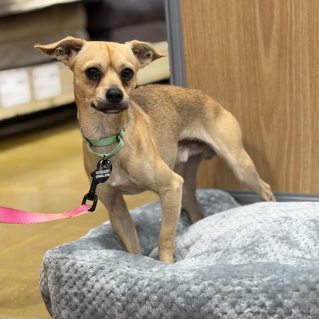 Enlarge TRISTAN, a Adopted mixed breed in Berlin, NJ image 5/6