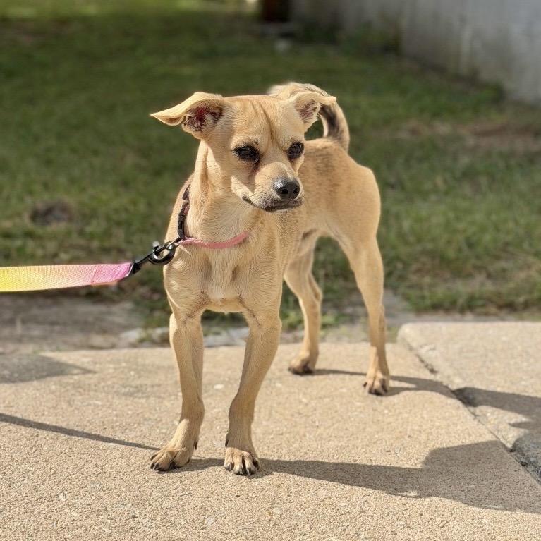 Enlarge TRISTAN, a Adopted mixed breed in Berlin, NJ image 6/6