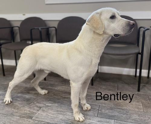 Bentley #28, ADOPTABLE, Adult Male Yellow Labrador Retriever.