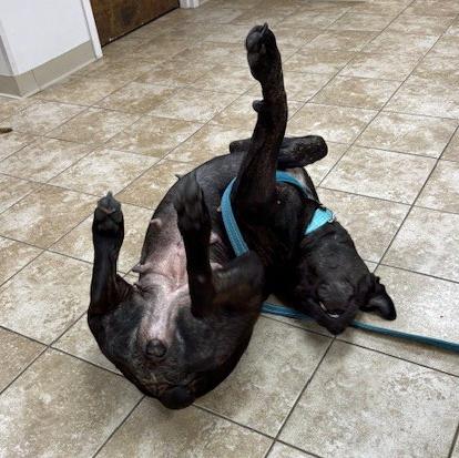 Millie, adopted, Adult Female Mastiff.