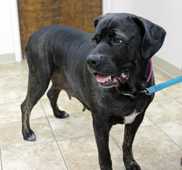 Enlarge Millie, an adopted mixed breed in Mansfield, MA image 2/4