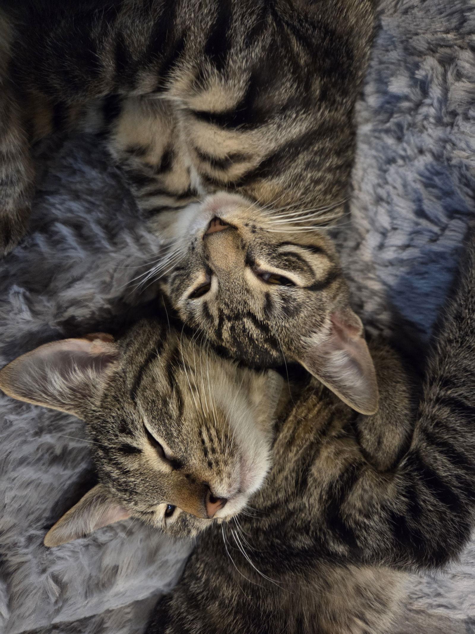 Linux, Adopted, Kitten Male Domestic Short Hair & Tabby.