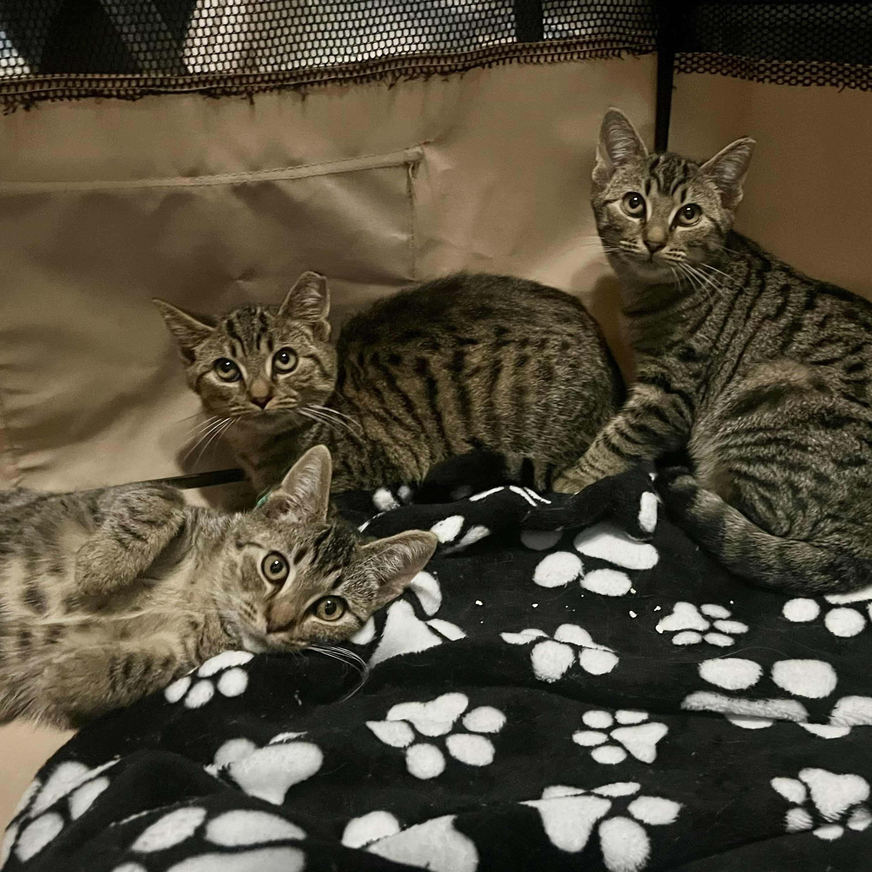 Bambi, Faline & Thumper , a Adoptable Domestic Short Hair in Clifton, NJ image 2/6