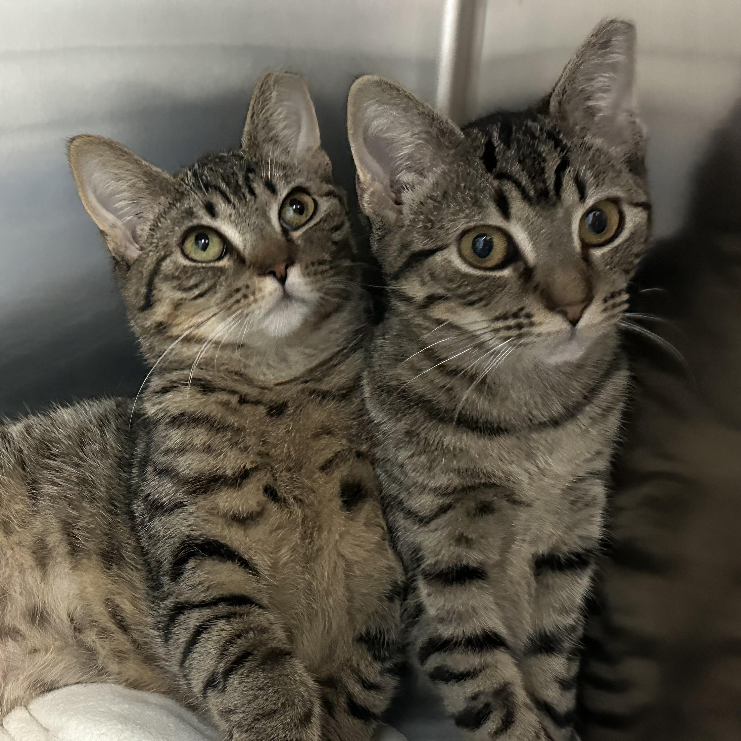 Enlarge Bambi & Faline , a Adoptable Domestic Short Hair in Clifton, NJ image 1/6