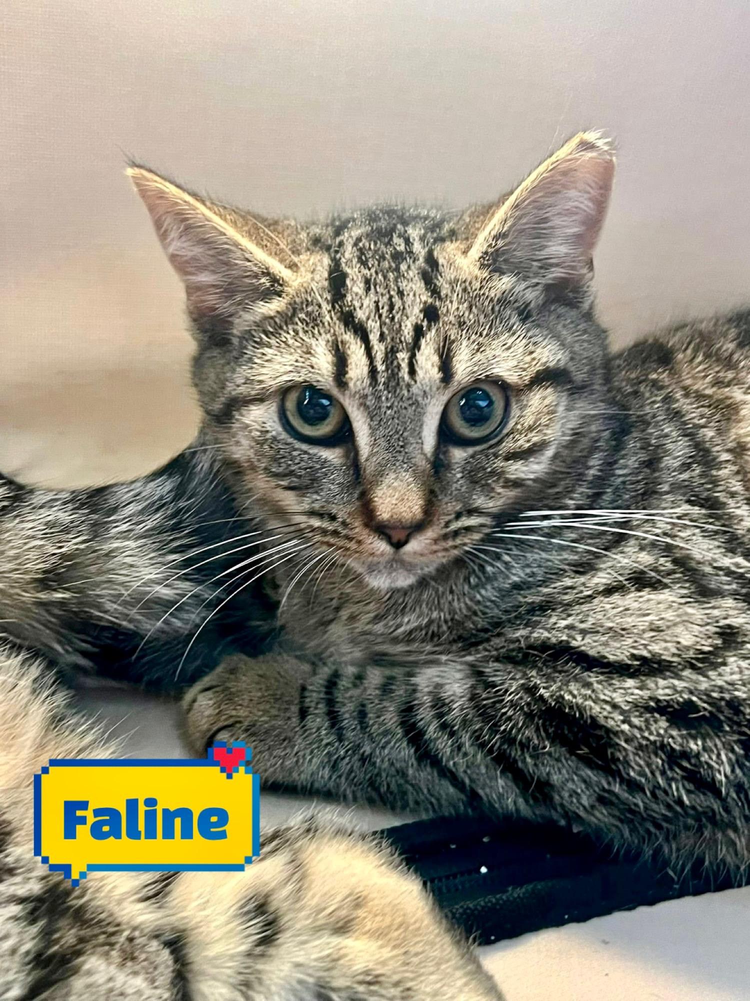 Bambi, Faline & Thumper , a Adoptable Domestic Short Hair in Clifton, NJ image 3/6