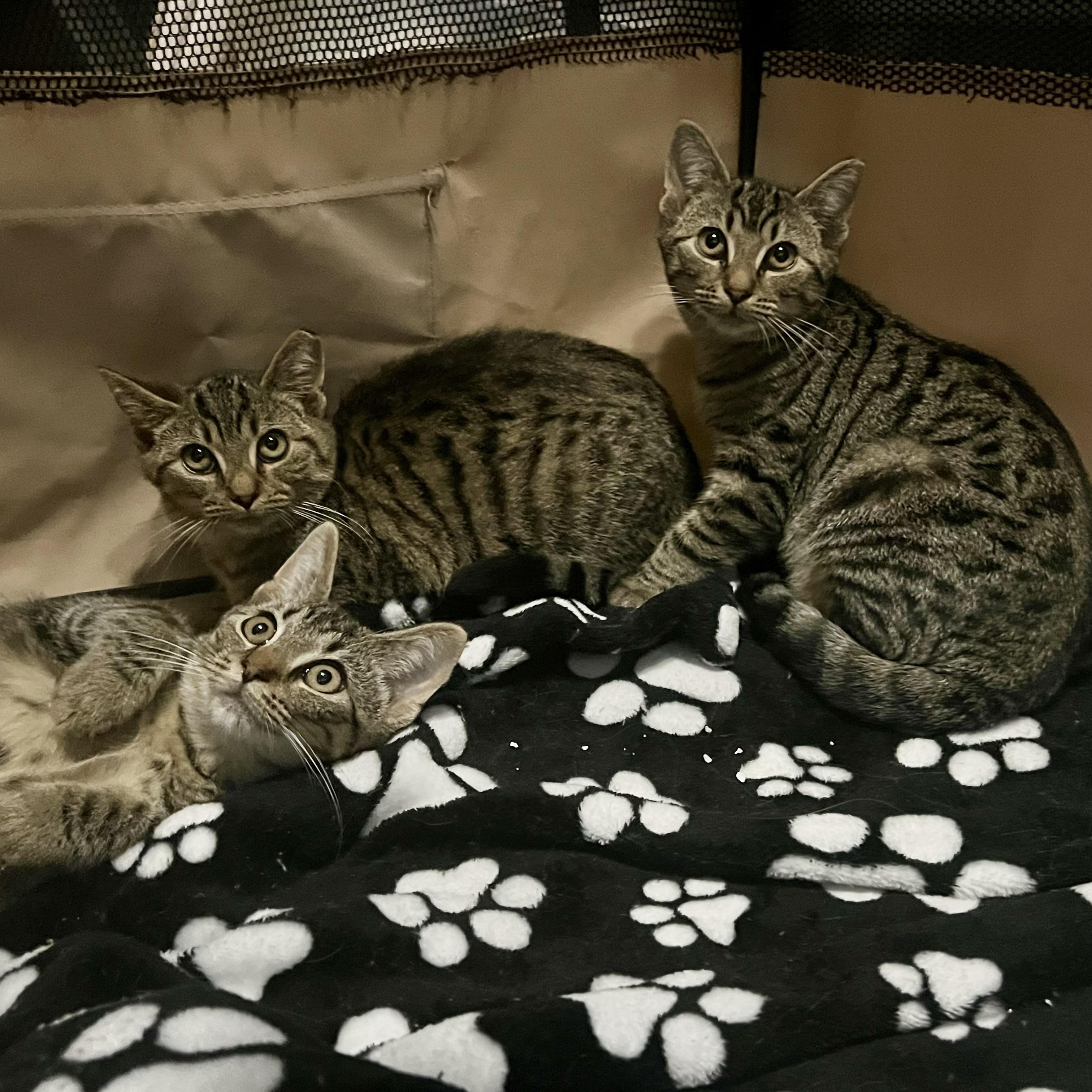 Bambi, Faline & Thumper , a Adoptable Domestic Short Hair in Clifton, NJ image 4/6