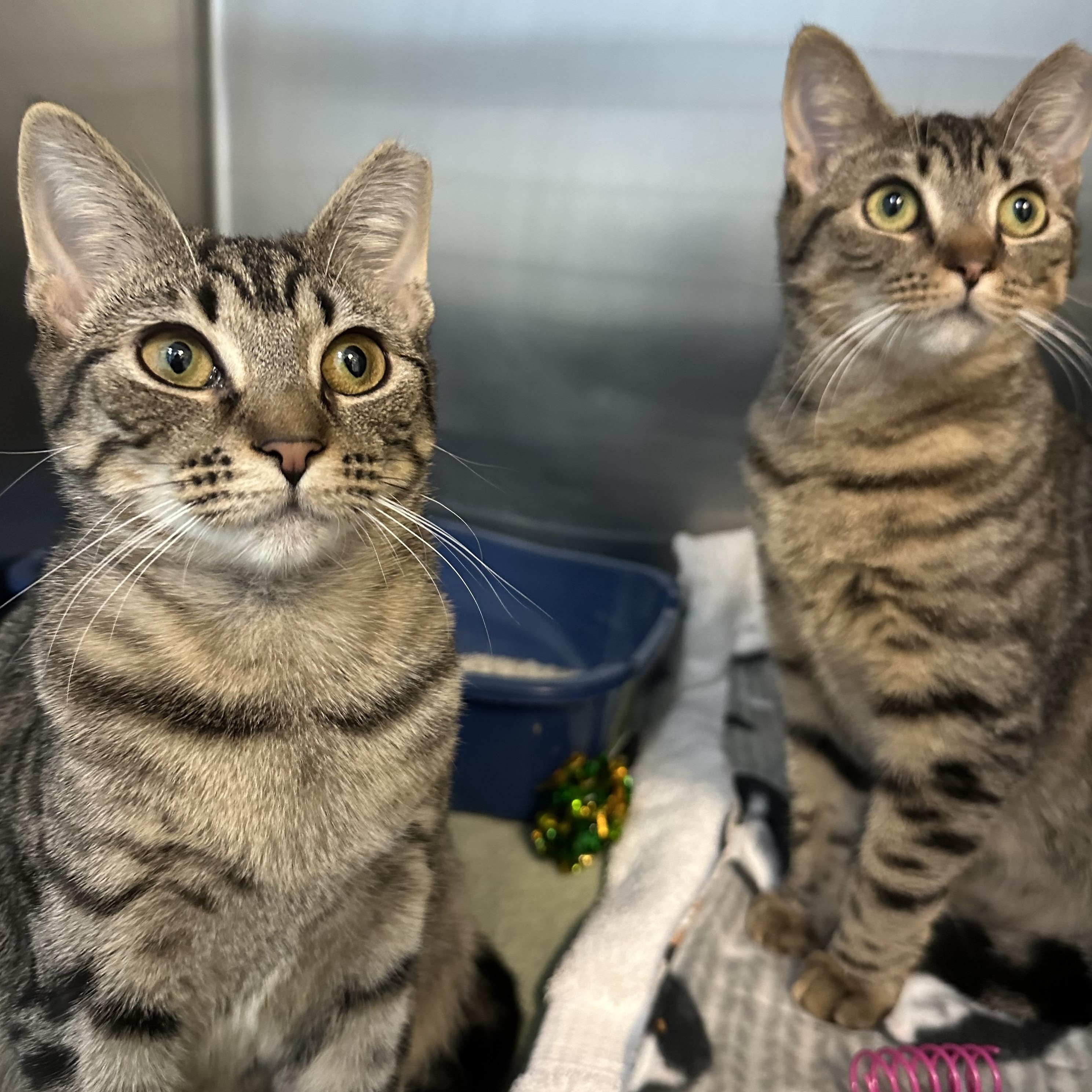 Enlarge Bambi & Faline , a Adoptable Domestic Short Hair in Clifton, NJ image 1/6