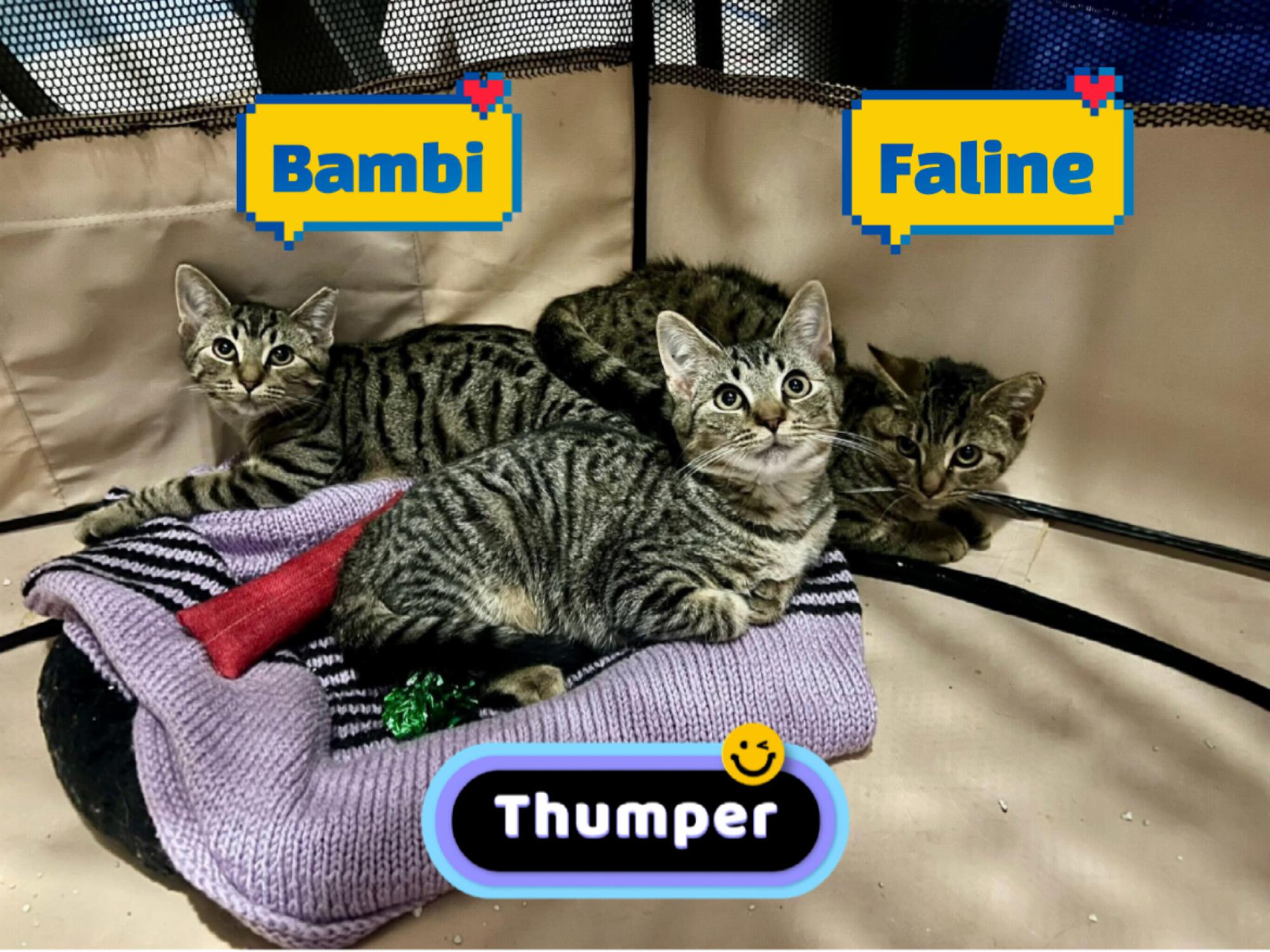 Bambi, Faline & Thumper , Adoptable, Kitten Female Domestic Short Hair.
