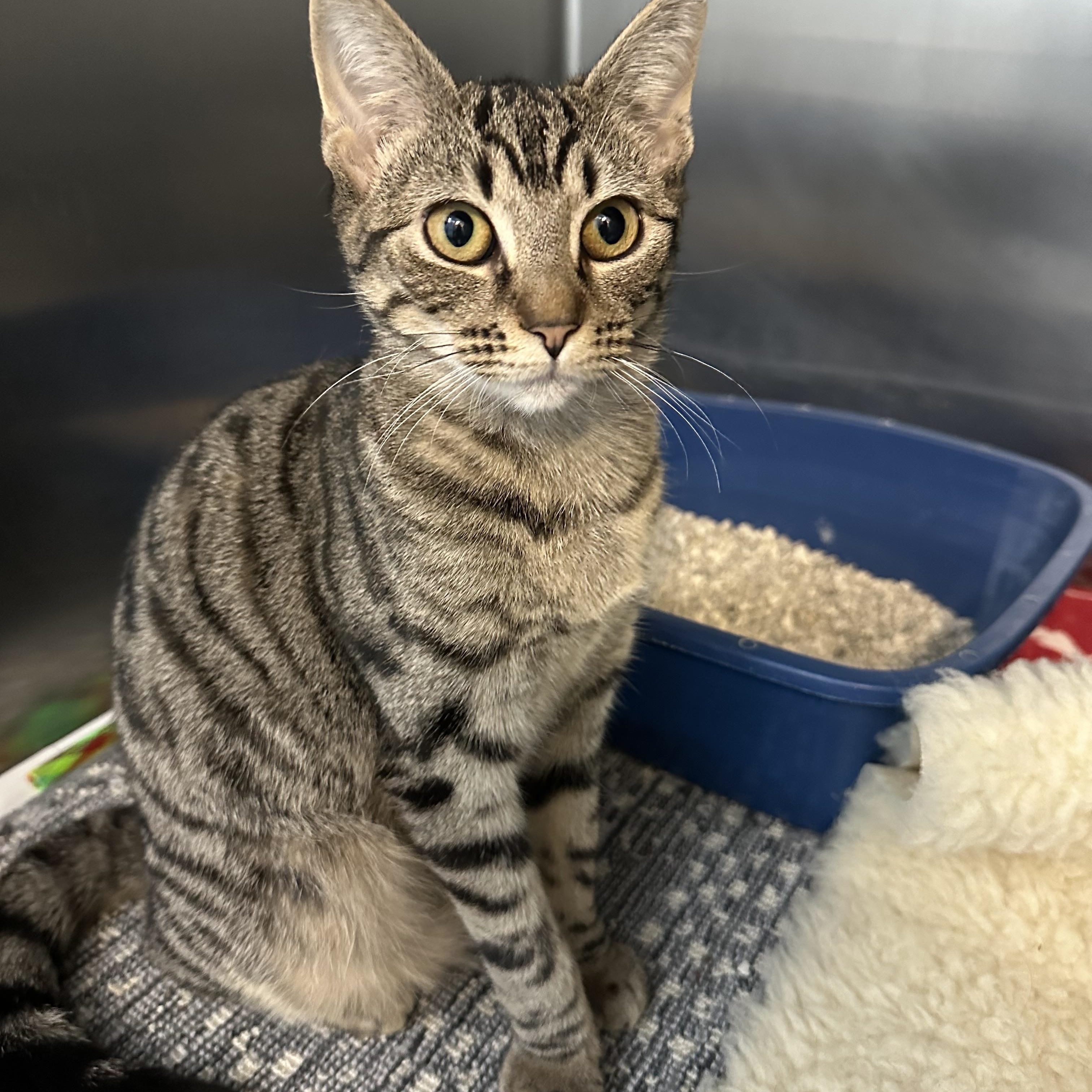 Enlarge Bambi & Faline , a Adoptable Domestic Short Hair in Clifton, NJ image 2/6