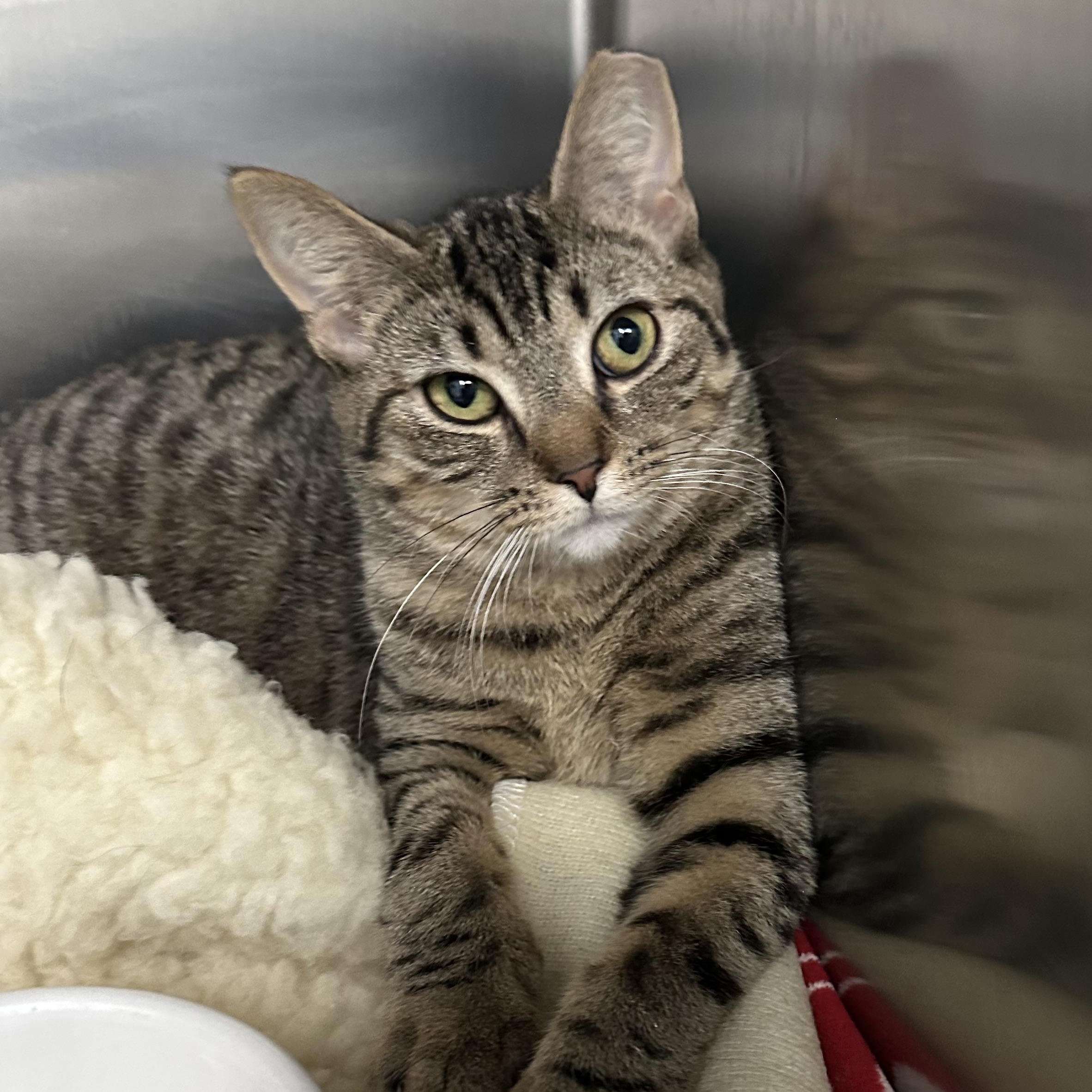 Enlarge Bambi & Faline , a Adoptable Domestic Short Hair in Clifton, NJ image 3/6