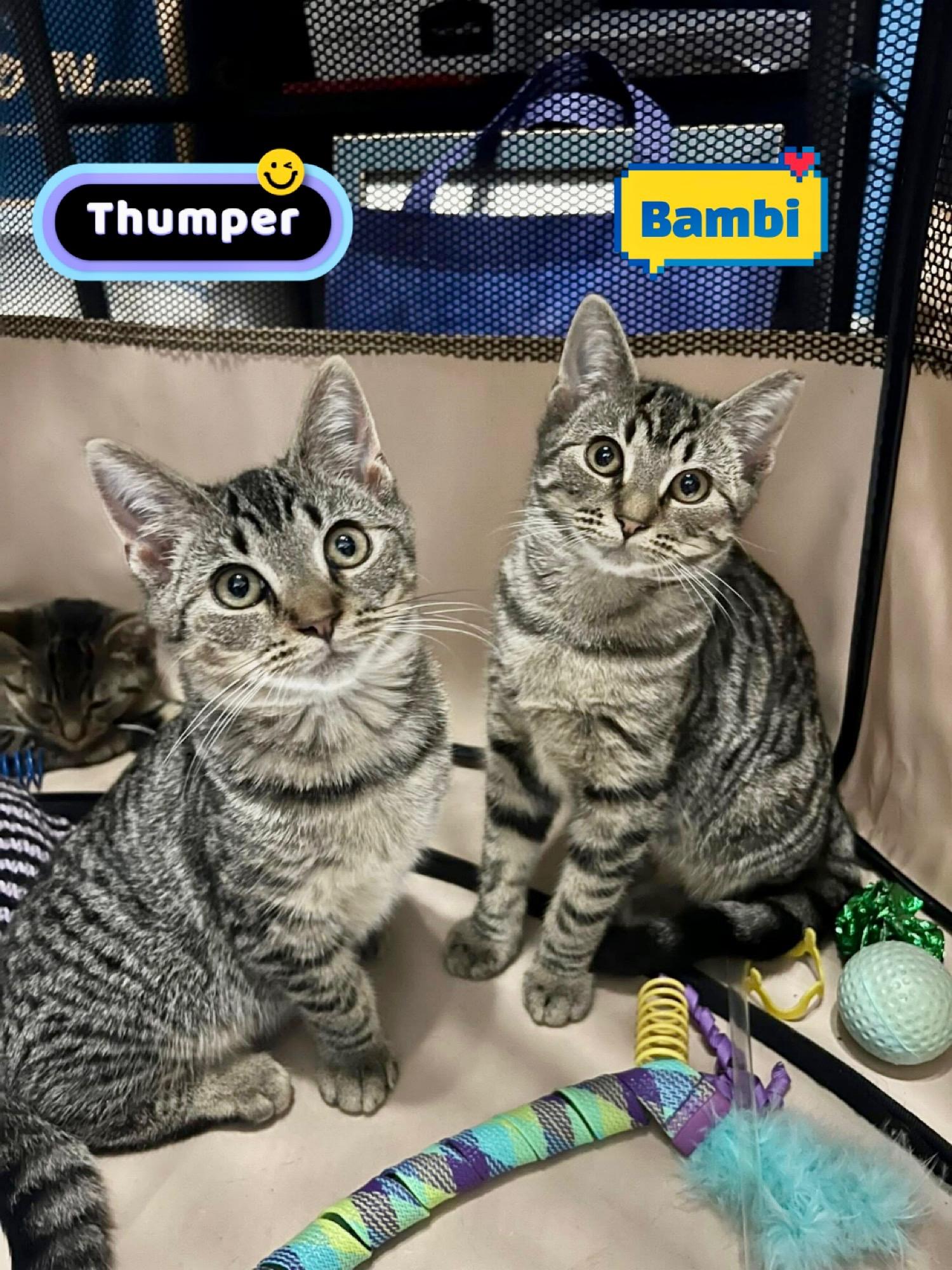 Bambi, Faline & Thumper , a Adoptable Domestic Short Hair in Clifton, NJ image 5/6