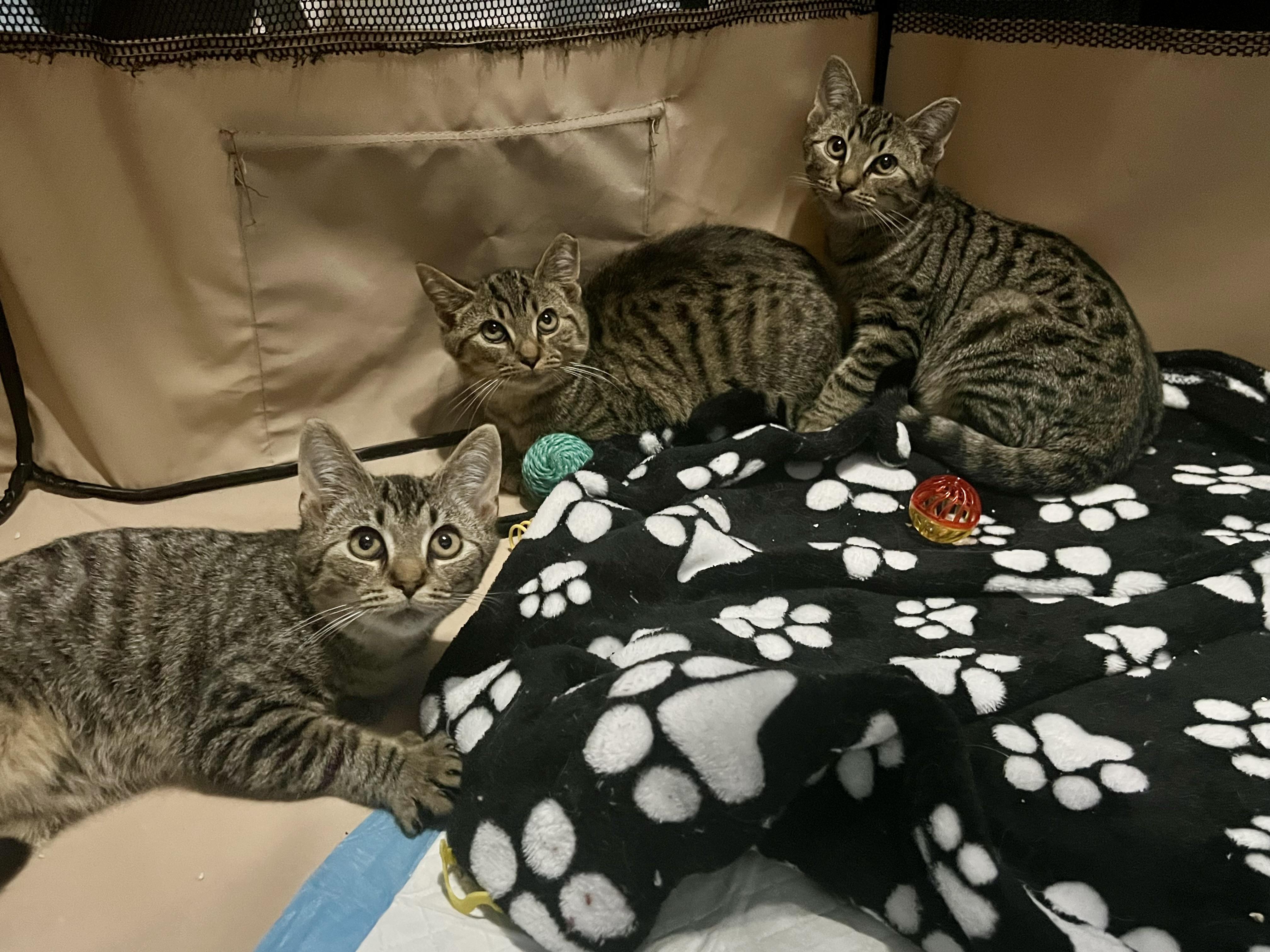 Bambi, Faline & Thumper Coming In