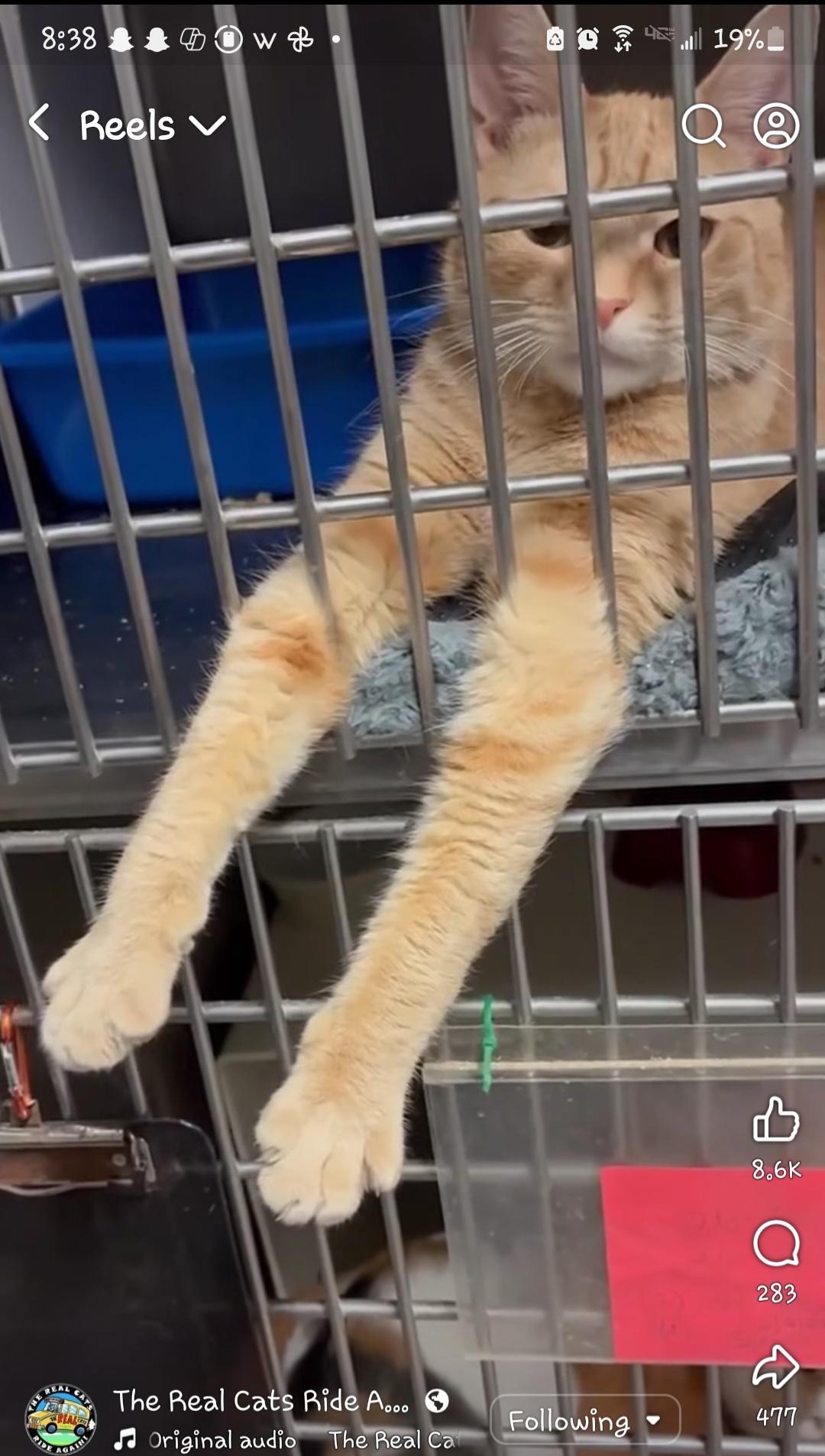 Twinkie, an adopted Domestic Short Hair in Lake Hopatcong, NJ image 2/5