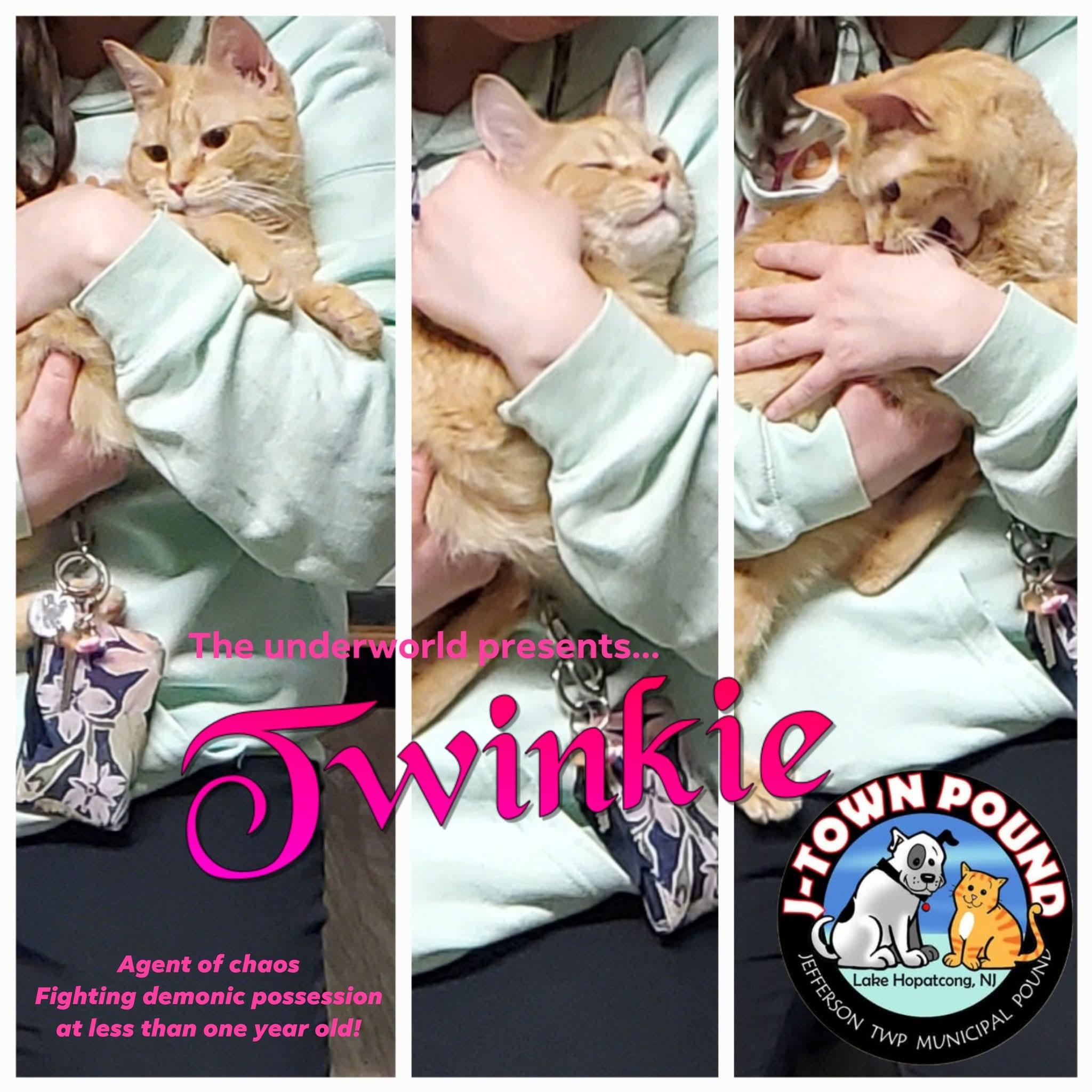 Twinkie, an adopted Domestic Short Hair in Lake Hopatcong, NJ image 3/5