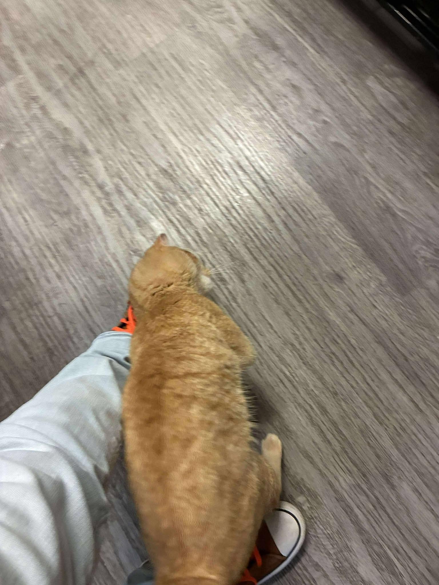 Twinkie, an adopted Domestic Short Hair in Lake Hopatcong, NJ image 4/5