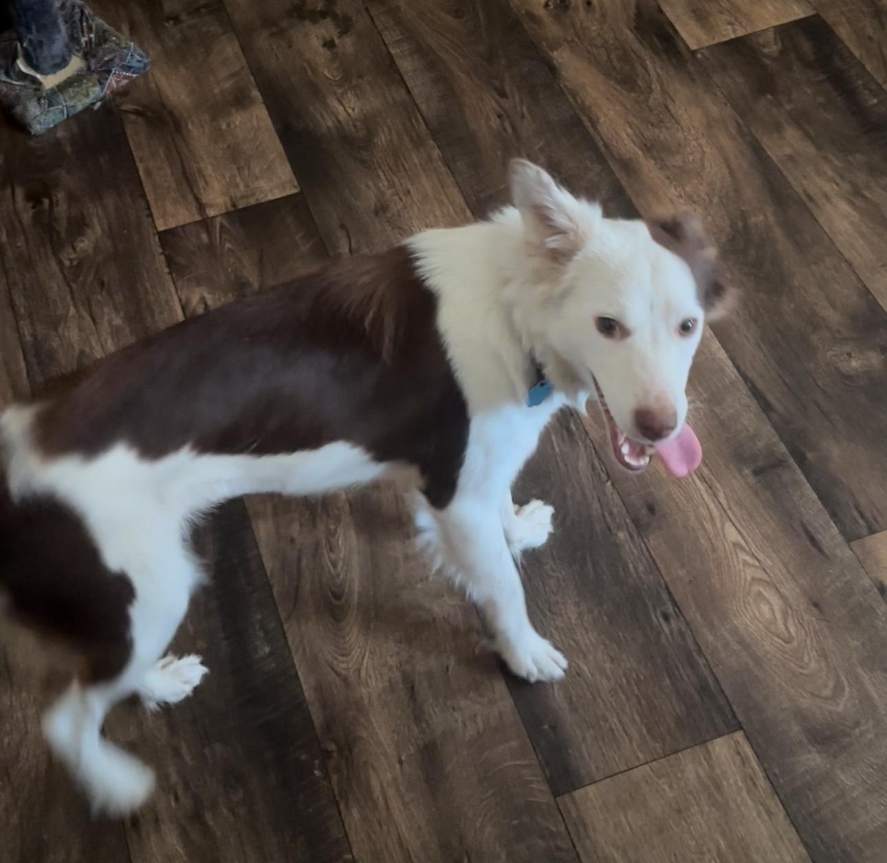 Enlarge Pia, a ADOPTABLE mixed breed in Foxworth, MS image 1/3