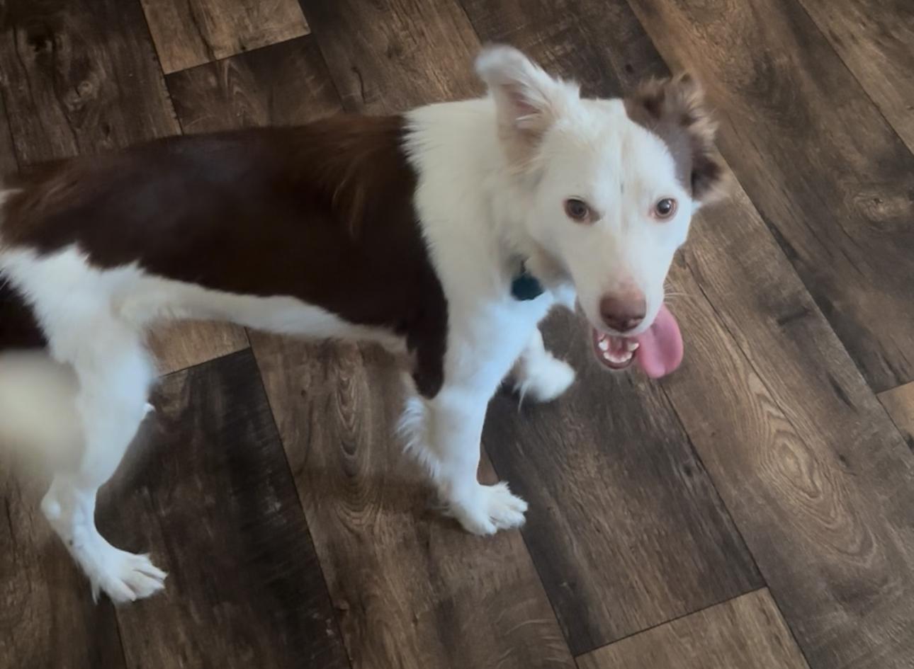 Enlarge Pia, a ADOPTABLE mixed breed in Foxworth, MS image 2/3