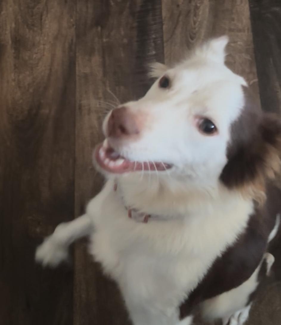 Enlarge Pia, a ADOPTABLE mixed breed in Foxworth, MS image 3/3