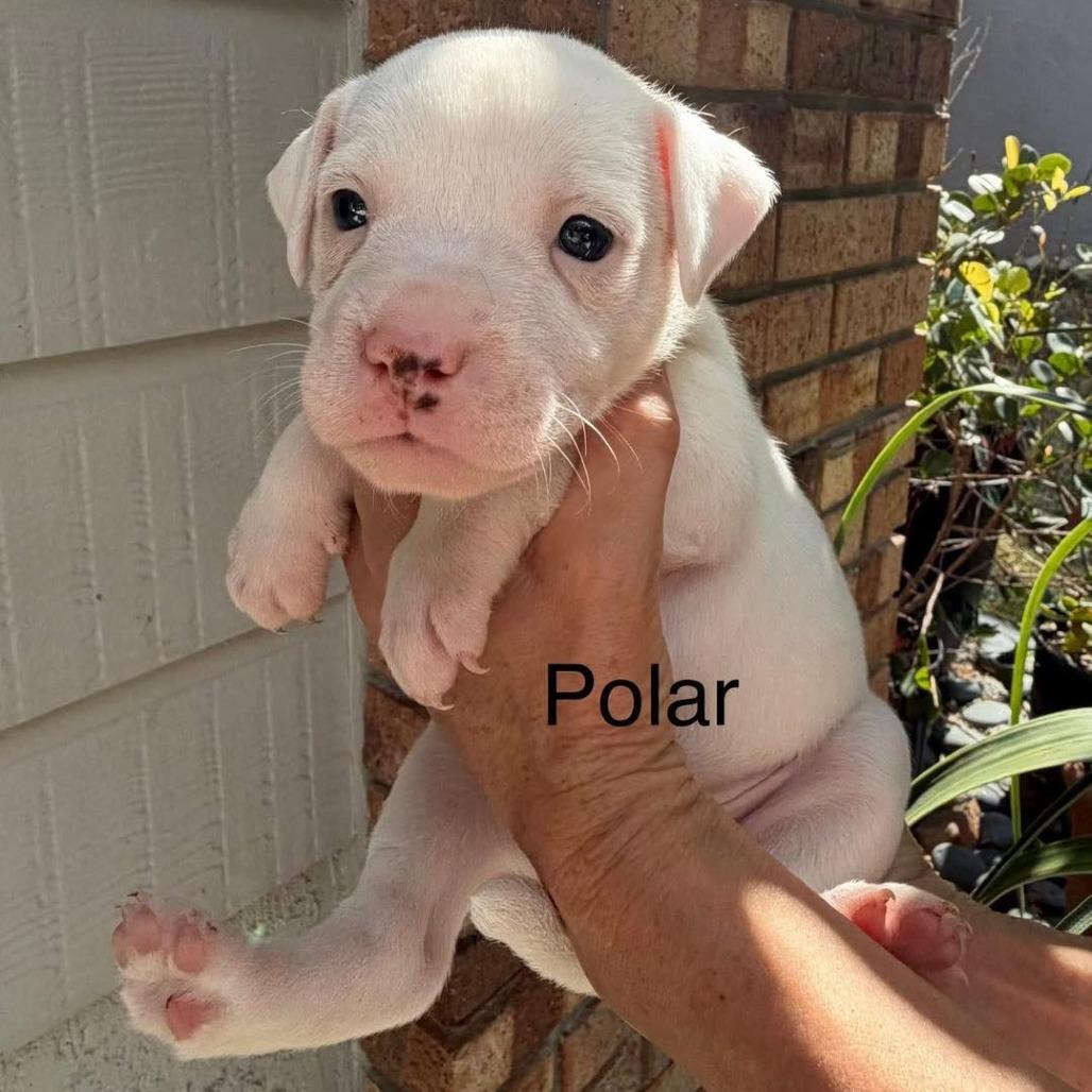 Enlarge Polar, a Adoptable mixed breed in Sarasota, FL image 2/6