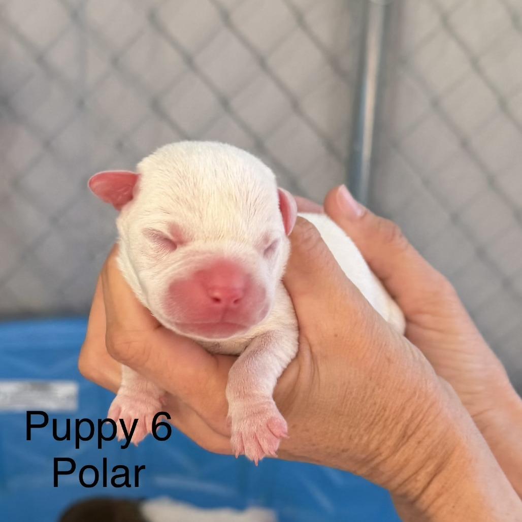 Enlarge Polar, a Adoptable mixed breed in Sarasota, FL image 3/6