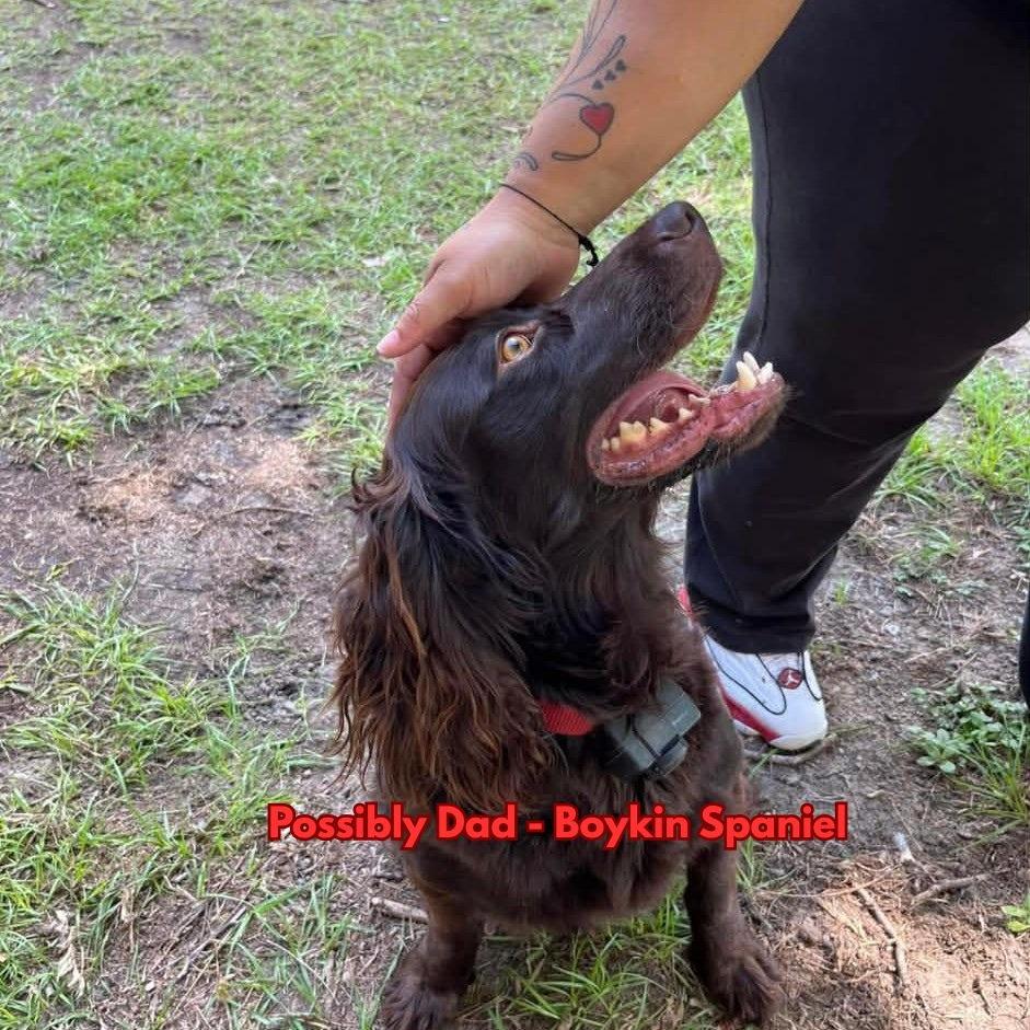 Enlarge Polar, a Adoptable mixed breed in Sarasota, FL image 4/6