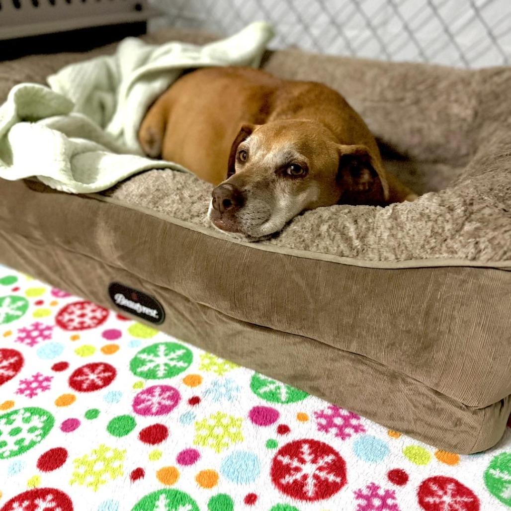 Enlarge Polar, a Adoptable mixed breed in Sarasota, FL image 5/6