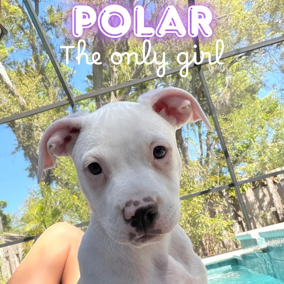 Enlarge Polar, a Adoptable mixed breed in Sarasota, FL image 6/6