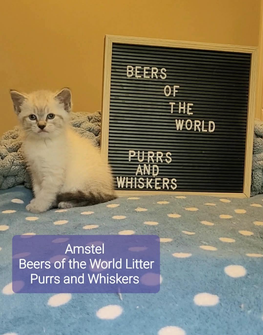 Enlarge Amstel, an adoptable Domestic Short Hair in New Hartford, NY image 1/1
