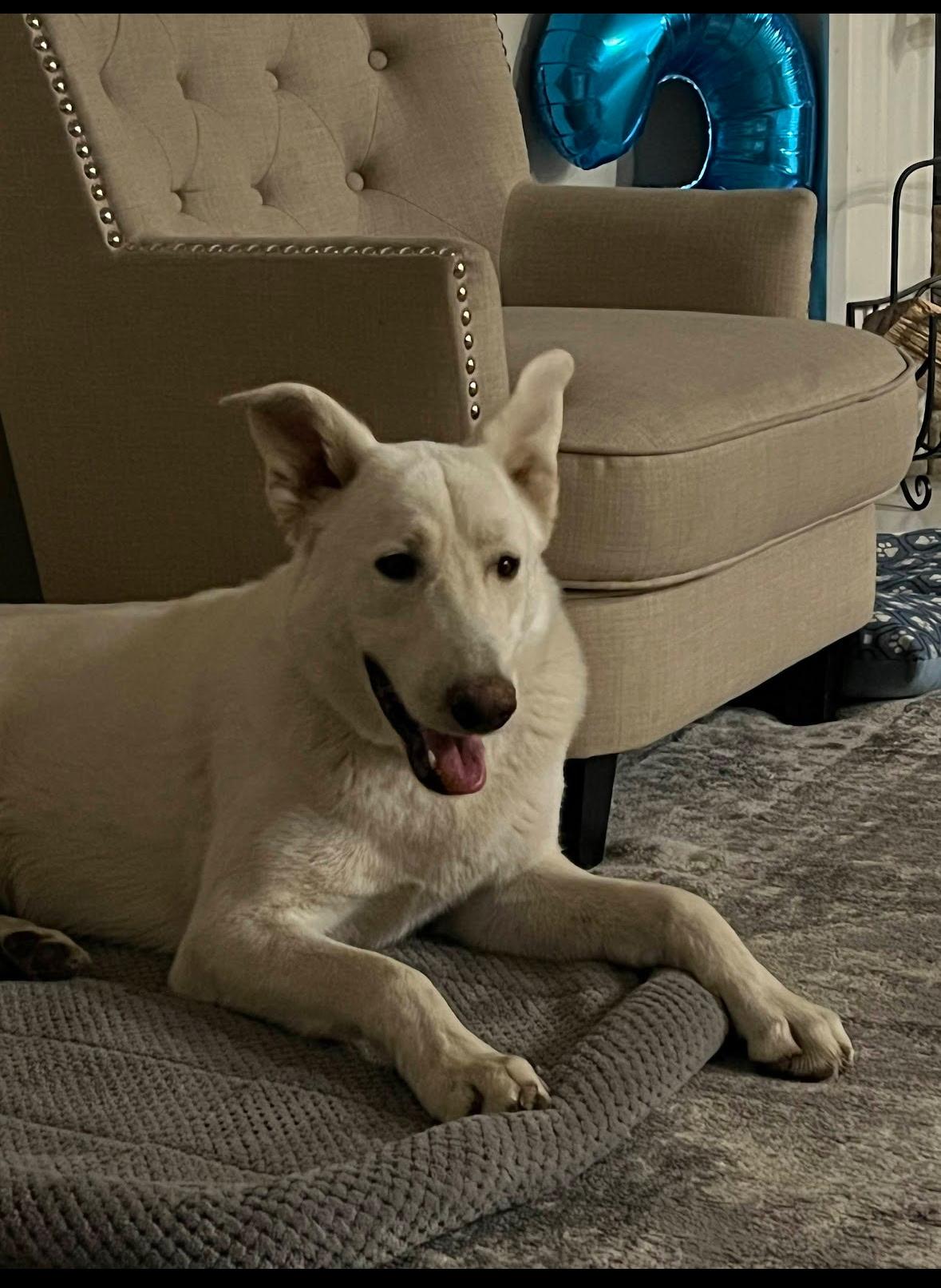 Gunner, a Adoptable mixed breed in Weston, MA image 2/6