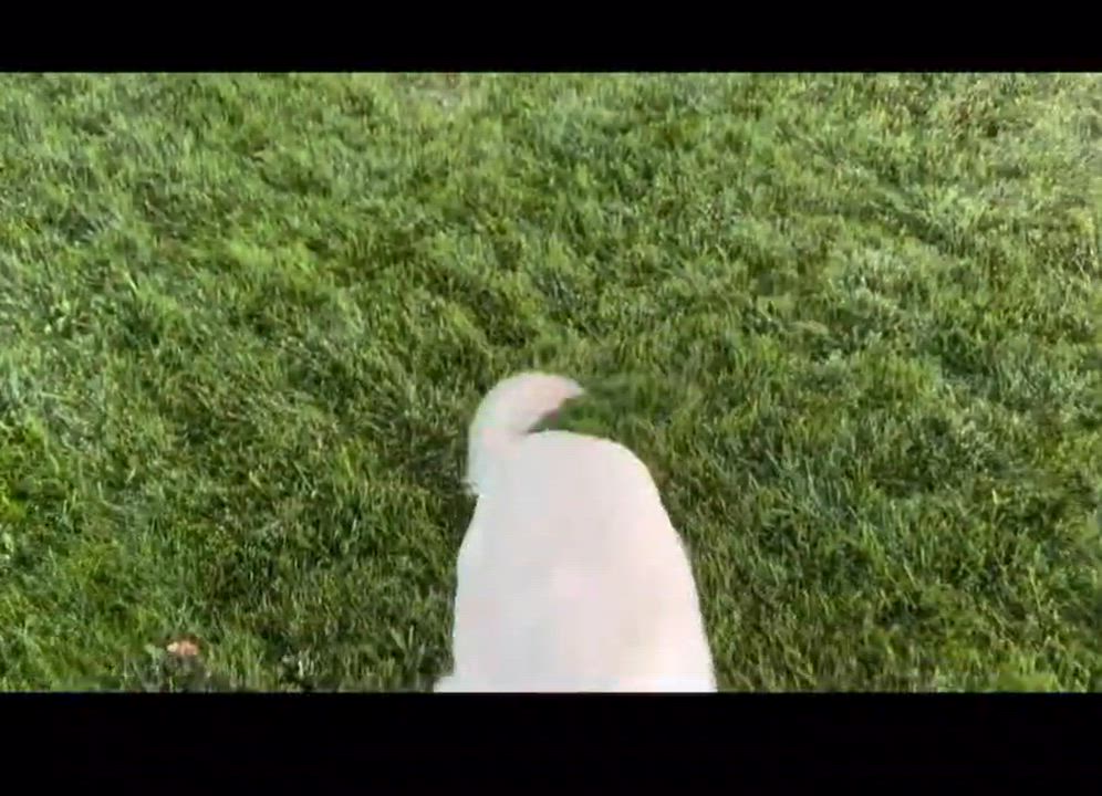 Enlarge Gunner, a Adoptable mixed breed in Weston, MA video 6/6