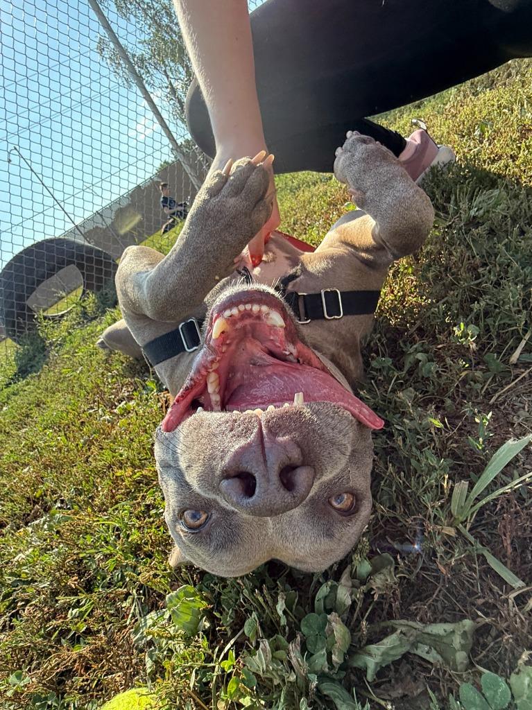 Enlarge Blu, a Adoptable mixed breed in Lansing, KS image 1/6