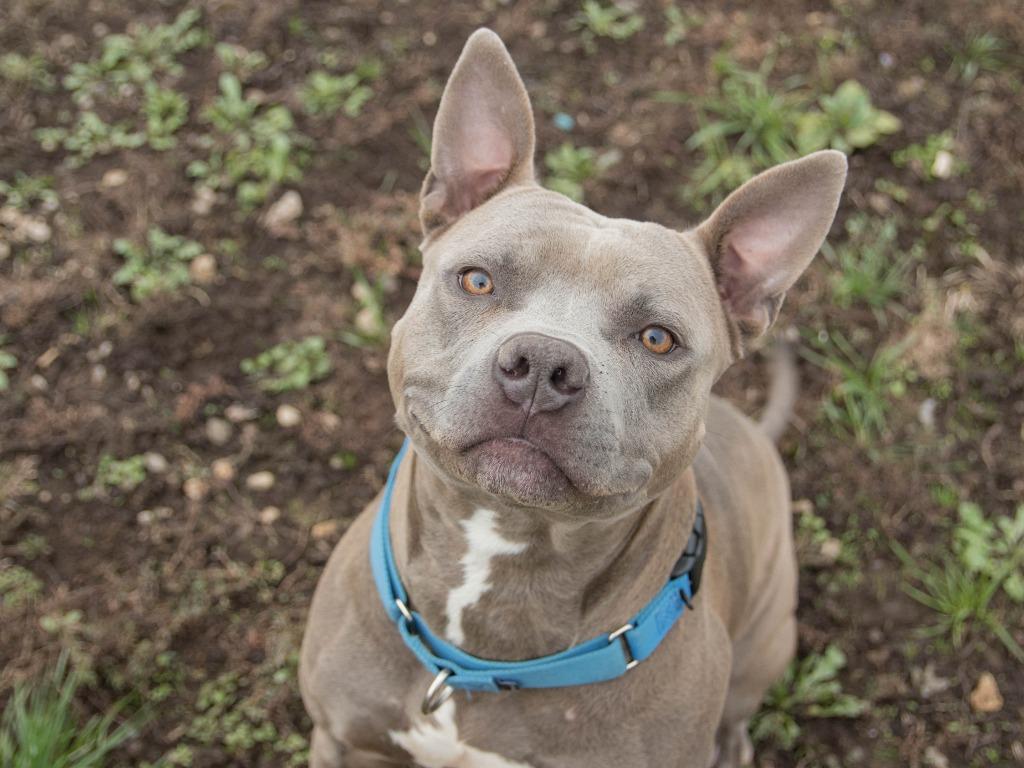 Enlarge Blu, a Adoptable mixed breed in Lansing, KS image 2/6