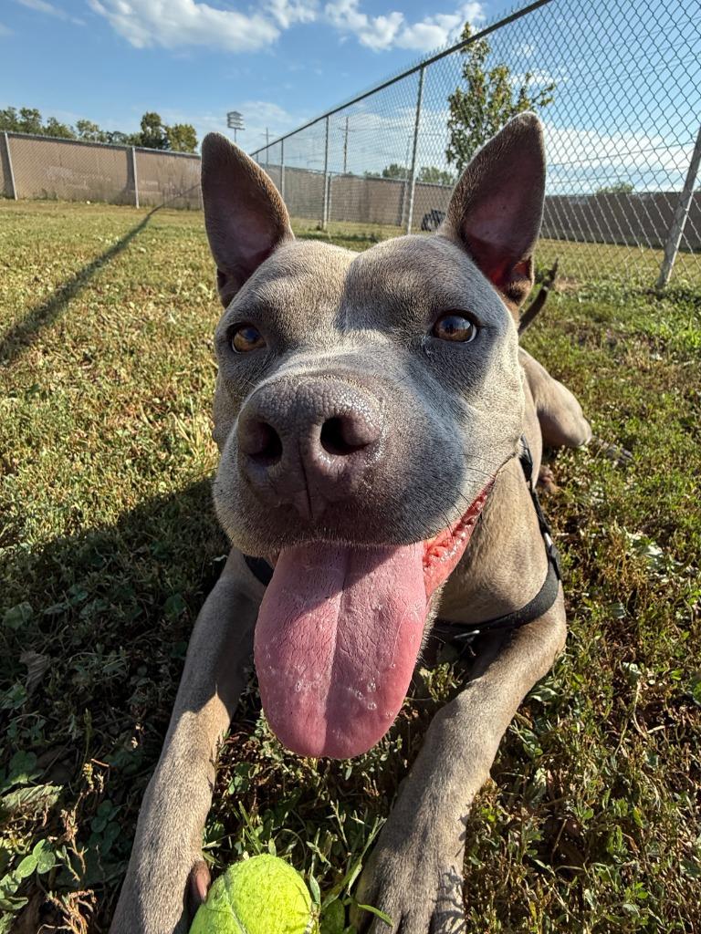 Enlarge Blu, a Adoptable mixed breed in Lansing, KS image 3/6